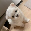 Cute Bichon Frise Puppies-0