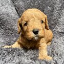 Beautiful quality Cavoodle puppies for sale -1