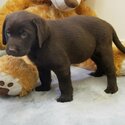 Gorgeous males and females Labrador Puppies-0