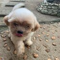 Shih Tzu X Toy Poodle-2