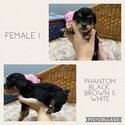 1/4 MALTESE &amp; 3/4 TOY POODLE PUPPIES-1