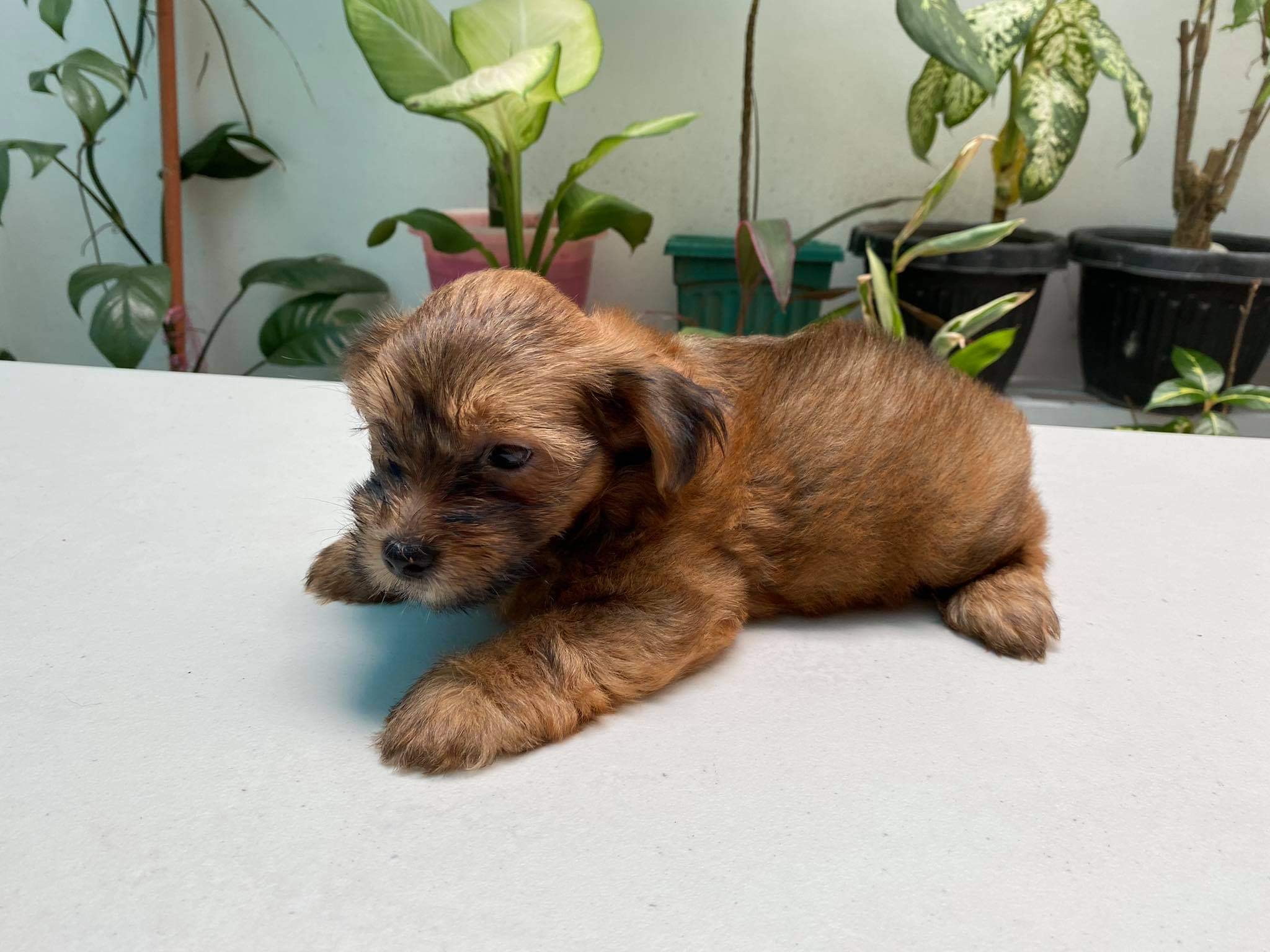 Male Yorkie 