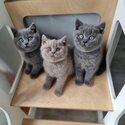 adopt british shorthair kittens - viber +63 968 748 7514-2