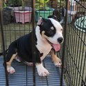 AMERICAN BULLY -3