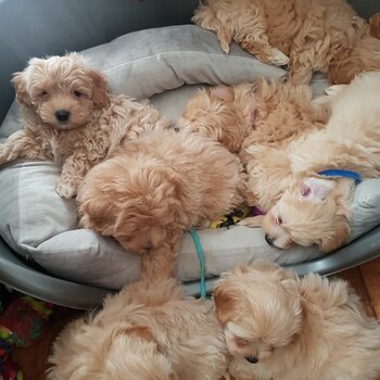 Beautiful Maltipoo Puppies.