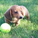 Dachshund Puppies-1