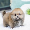 Mini Pomeranian Puppies For Sale-2