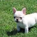   FRENCH BULLDOG PUPPY MALE &amp; FEMALE AVAILABLE -2