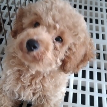 Quality Toy Poodle