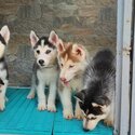 Siberian husky for sale-0