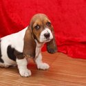 Amazing Male and female Basset hound puppies,-0