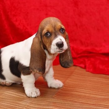 Amazing Male and female Basset hound puppies,