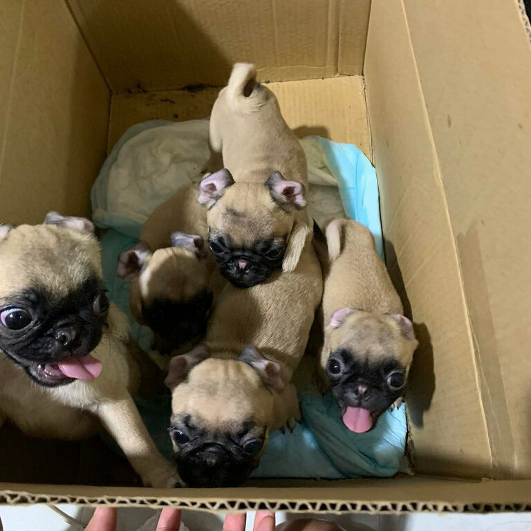 PUG PUPPIES FOR SALE IN METRO MANILA PHILIPPINES [DOGS]