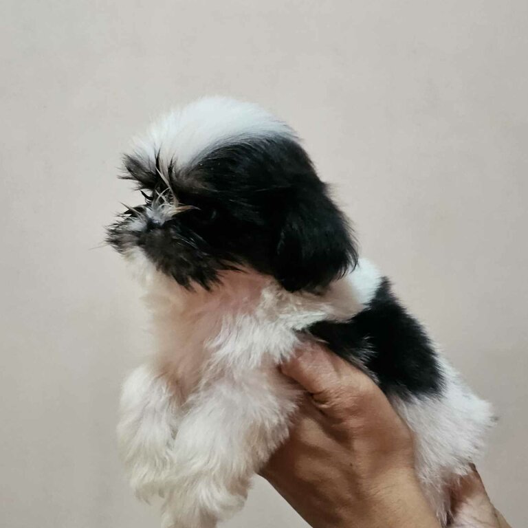 SHIH TZU MALE