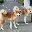 JAPANESE AKITA INU PUPS FOR SALE-5