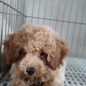 Quality Toy Poodle-2