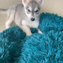 Available Pure Bred Siberian Husky, Female-0