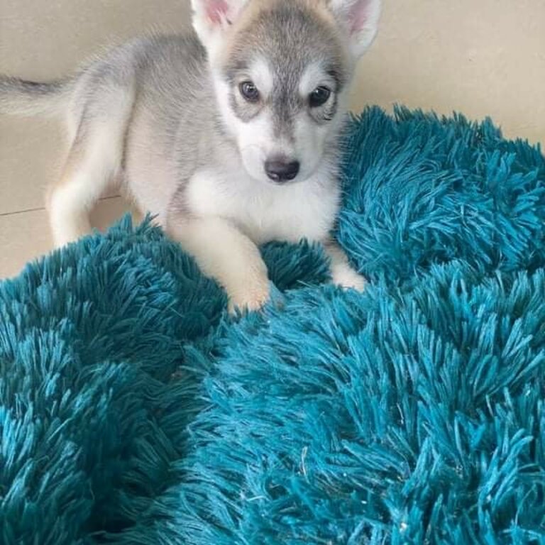 Available Pure Bred Siberian Husky, Female