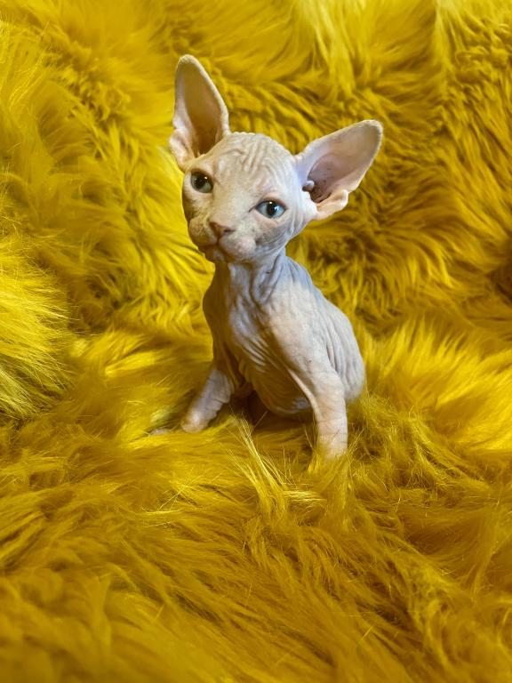 Magic Pedigree Sphynx Kittens