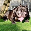 Micro Exotic Bully Puppy-2