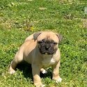  American Bulldog puppy-2