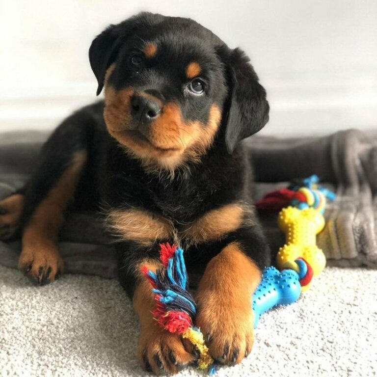 Super Adorable Rottweiler Puppies