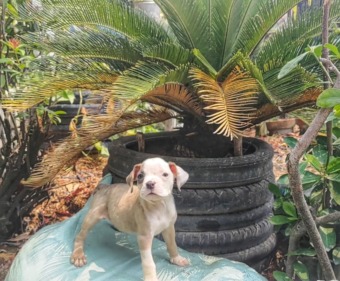 American bully puppies 