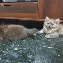 MALE PERSIAN KITTEN-2