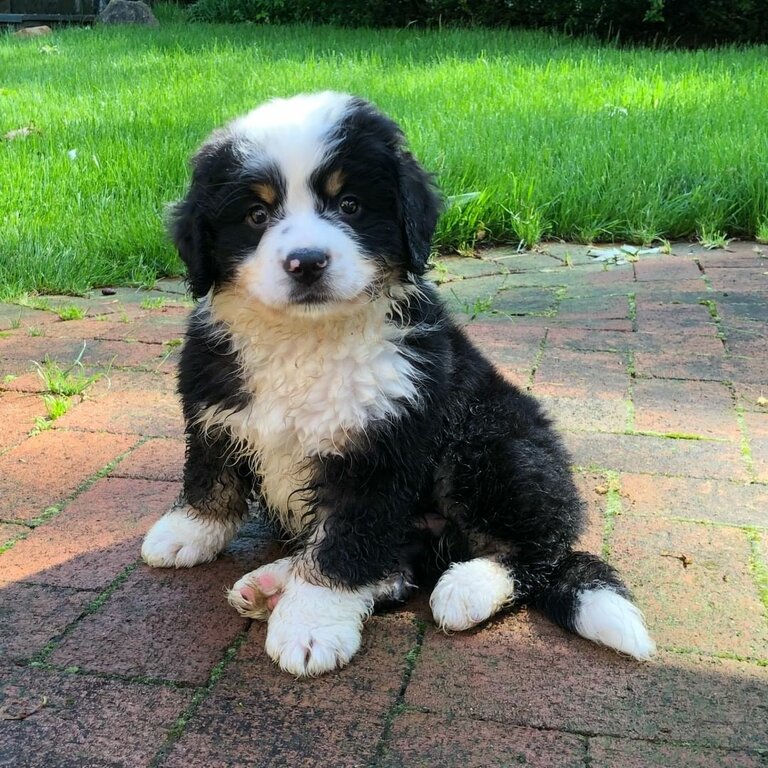 BERNEDOODLE PUPPIES 