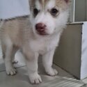 Purebreed Siberian Husky puppies -4