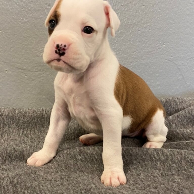 Boxer puppies