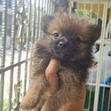 Pomeranian Puppies (Fox Type)-3