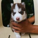 Siberian Husky Puppies-5