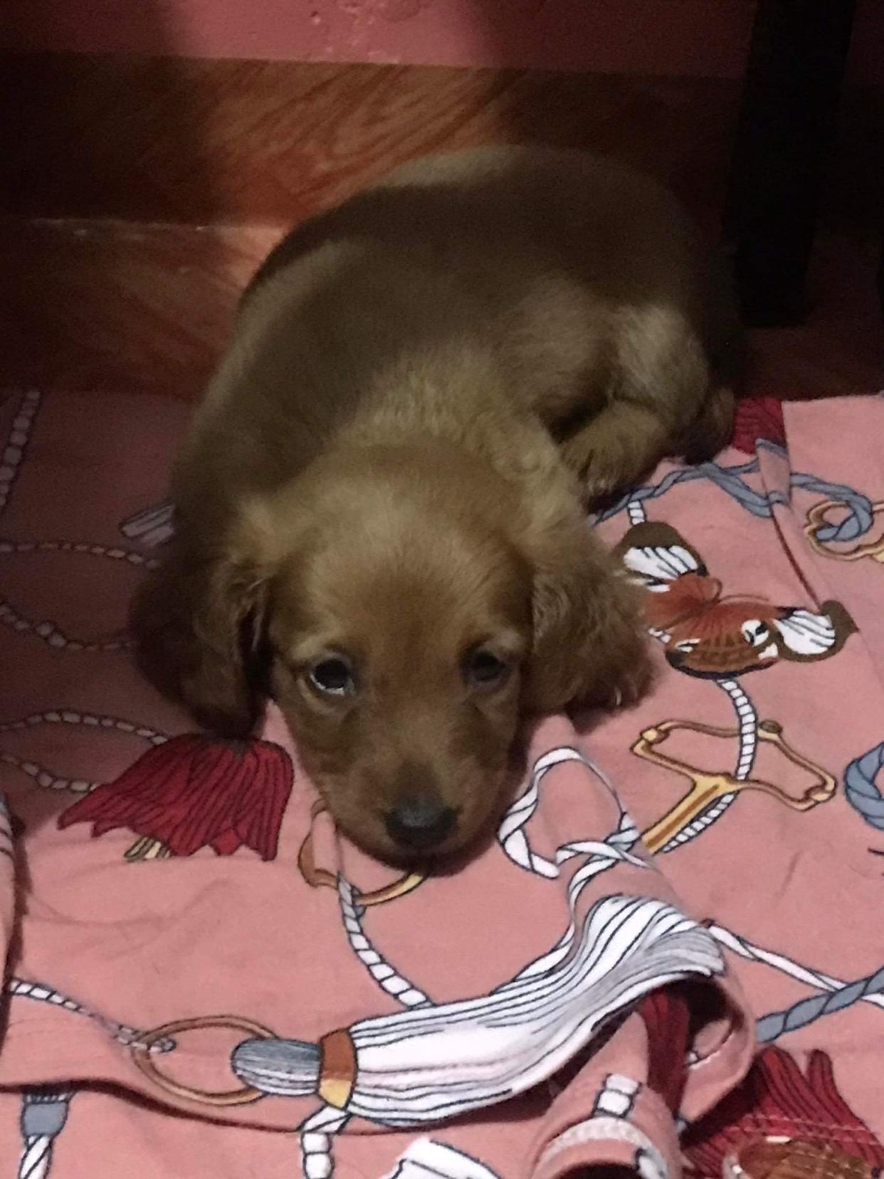  Dachshund Puppy for sale