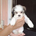 Purebred lhasa apso puppies-1