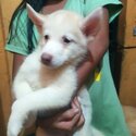 siberian husky puppies-3