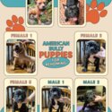 American Bullies for rehoming!-1