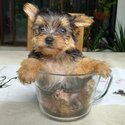 Miniature Yorkshire Terrier -4