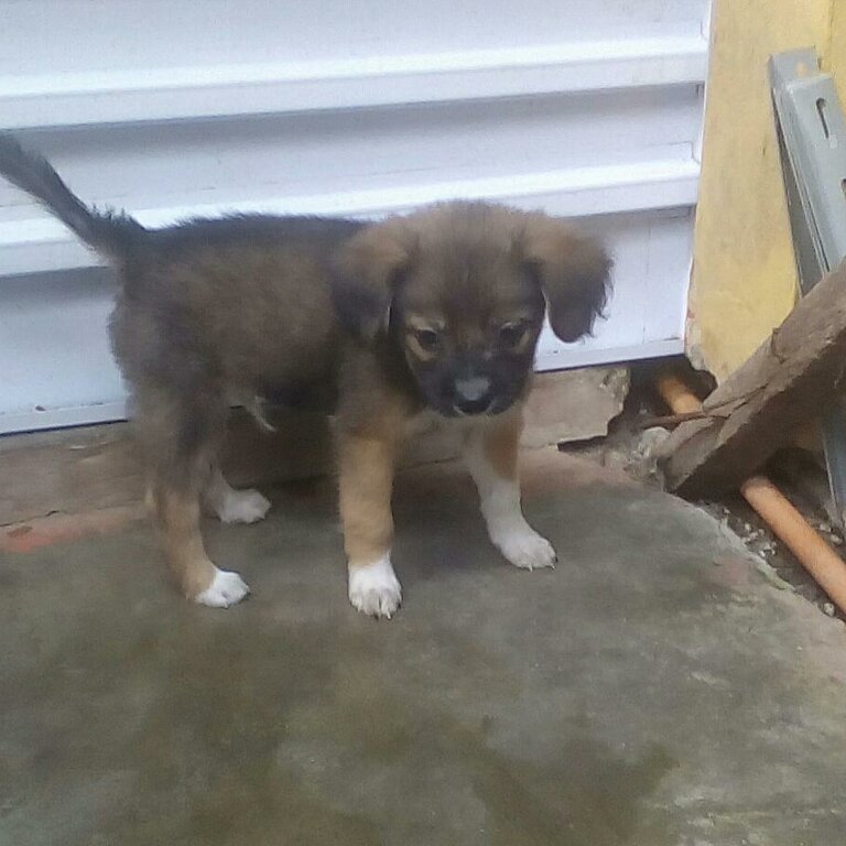 Mixed Doxiepoo Puppy