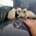 Pure Baby Siamese kittens-3