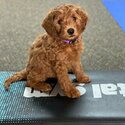 Stunning Golden Doodle Puppies looking for their forever homes -1