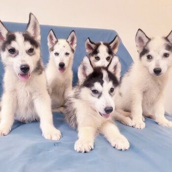 Purebred Siberian Husky