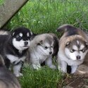 Alaskan Malamute Puppies Available -0