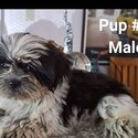 Shih Tzu puppies for rehoming (Male &amp; Female available)-0