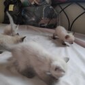 Pure Siamese Kittens-1