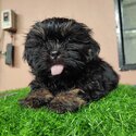 Shih Tzu for sale-1