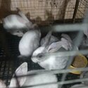 Rabbit for Retail and Wholesale-1