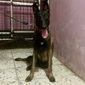 Belgian Malinois Pure Breed female 7 months old-2