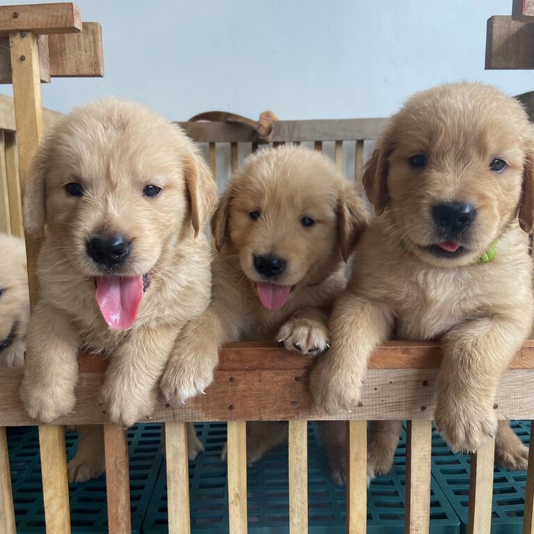 PURE GOLDEN RETRIEVER FOR SALE