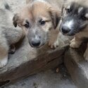 Mixed breed Puppies-5